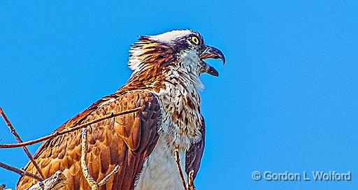 Osprey Calling Its Mate_DSCF4353.jpg - Osprey (Pandion haliaetus) photographed at Smiths Falls, Ontario, Canada.